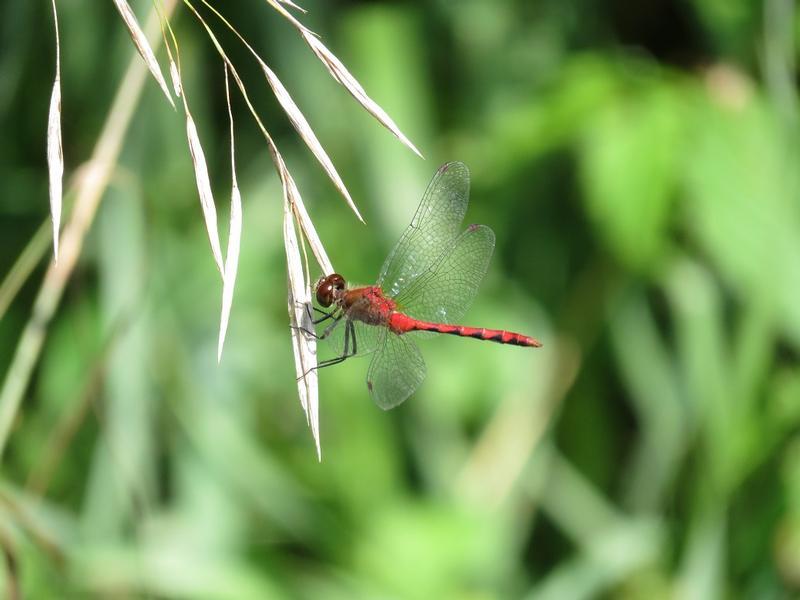 Photo of White-faced Meadowhawk