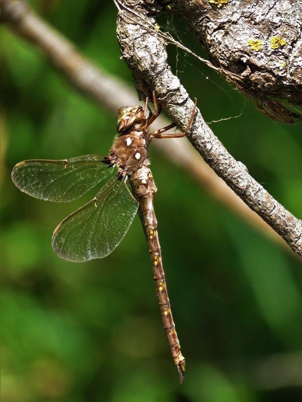 Photo of Fawn Darner