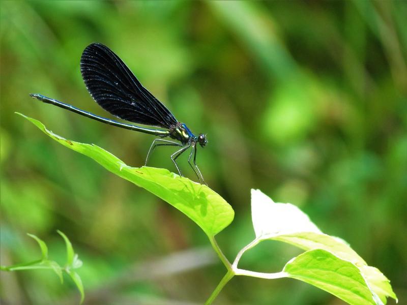 Photo of Ebony Jewelwing