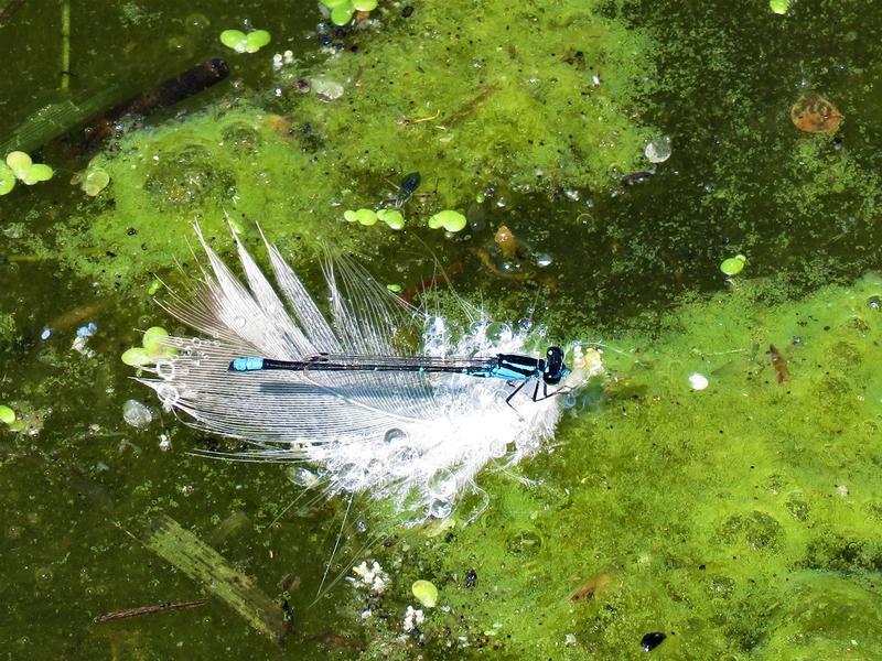 Photo of Skimming Bluet