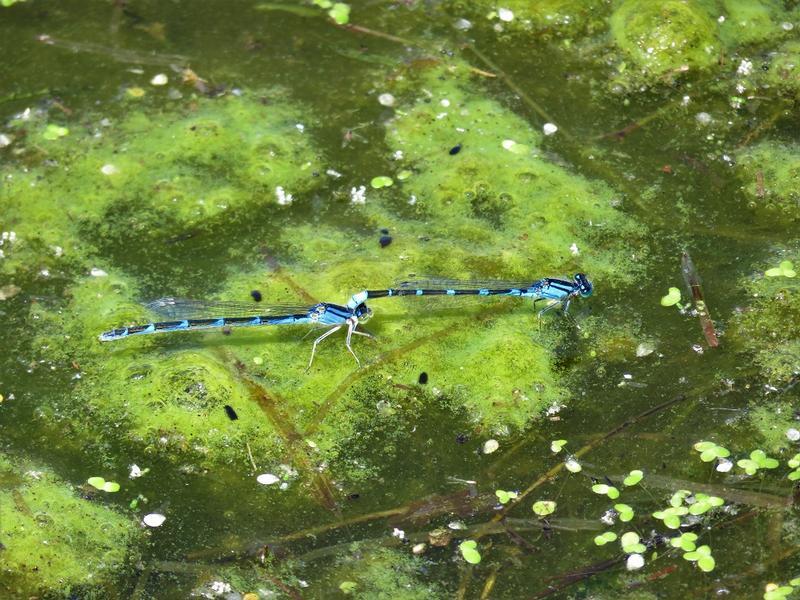 Photo of Tule Bluet