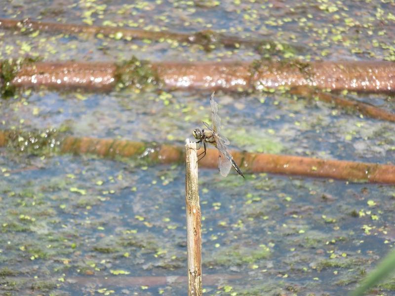 Photo of Four-spotted Skimmer