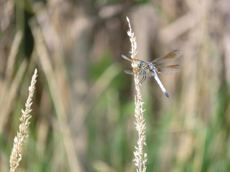 Photo of Blue Dasher