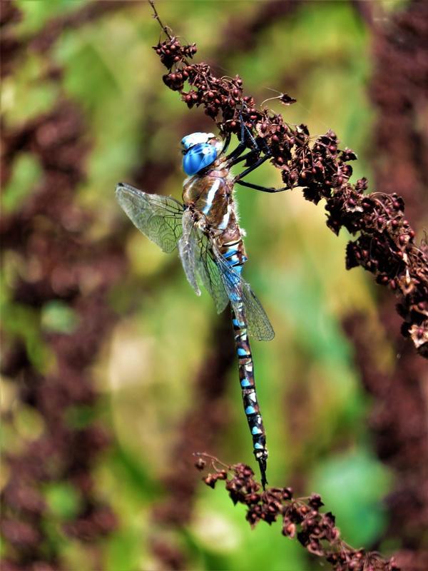Photo of Blue-eyed Darner