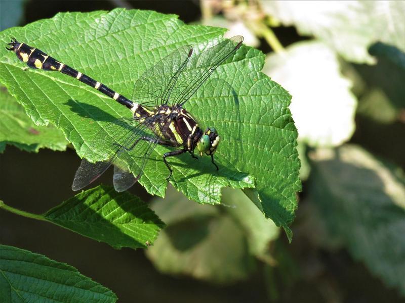 Photo of Zebra Clubtail