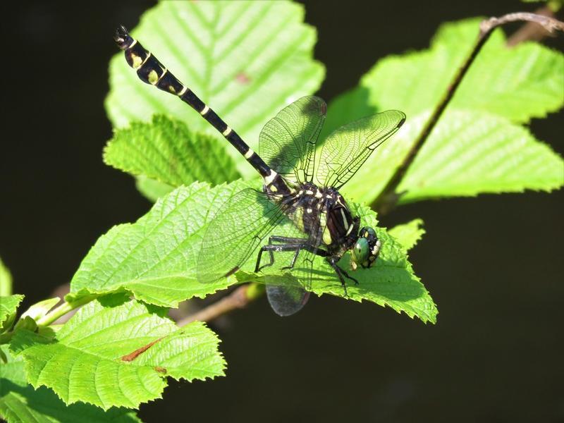 Photo of Zebra Clubtail