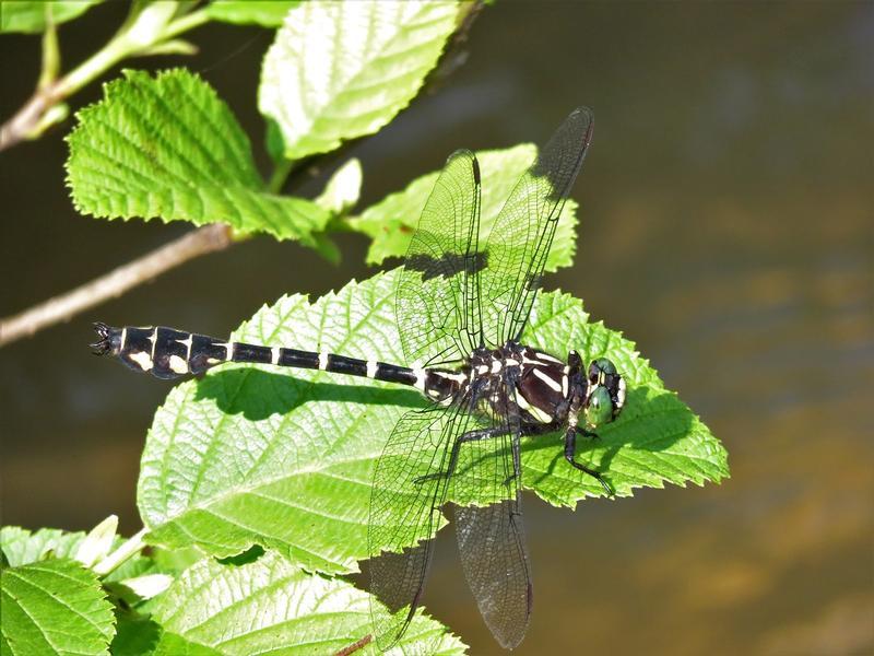 Photo of Zebra Clubtail