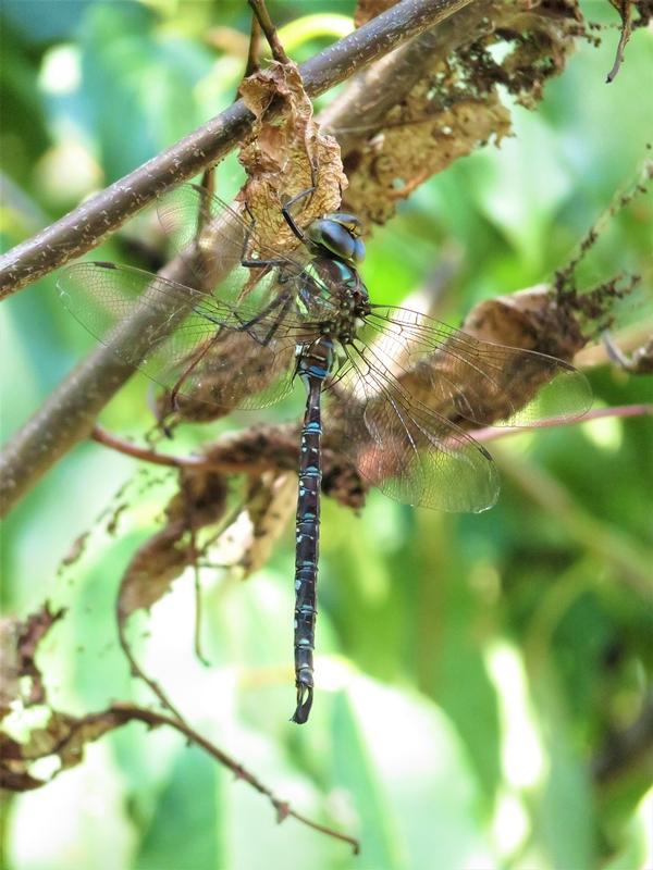 Photo of Shadow Darner