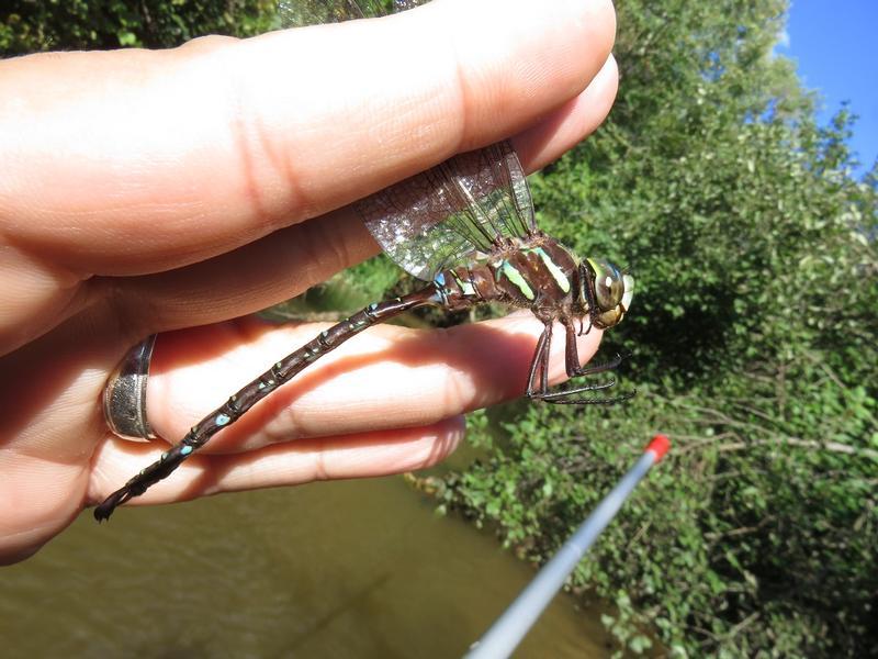 Photo of Shadow Darner