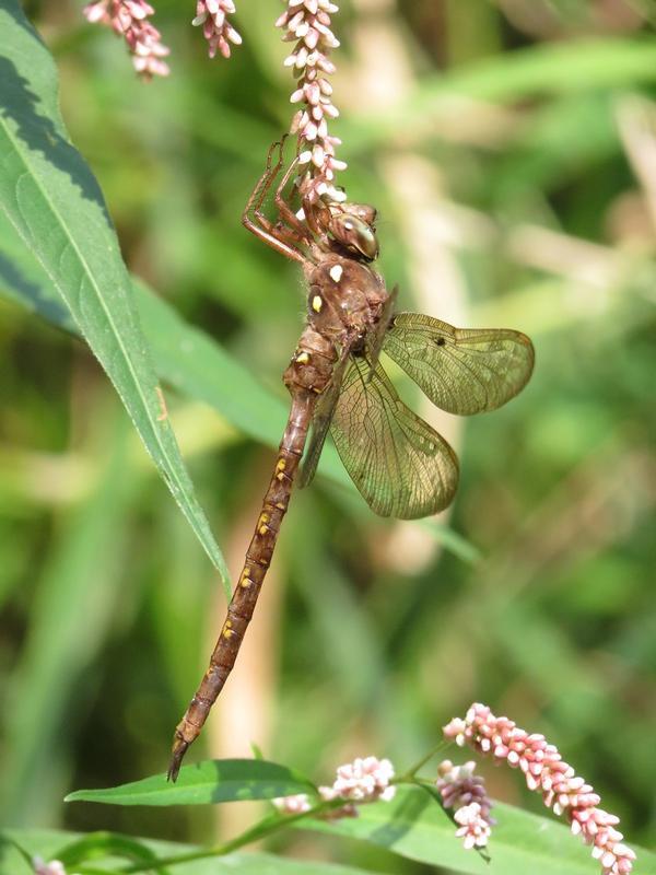 Photo of Fawn Darner