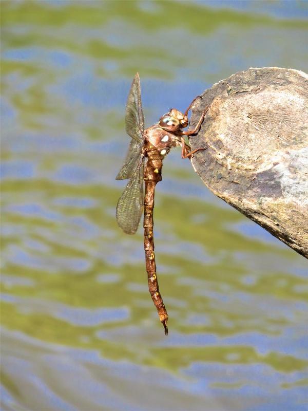 Photo of Fawn Darner