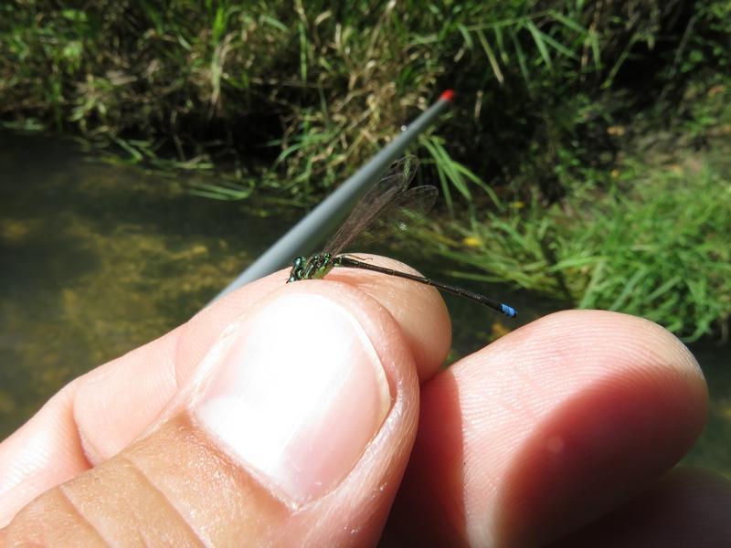 Photo of Eastern Forktail