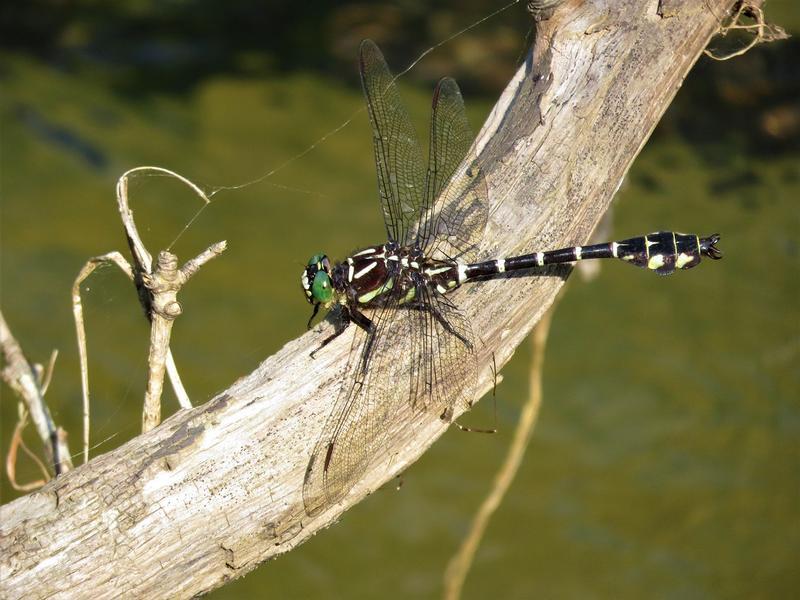 Photo of Zebra Clubtail