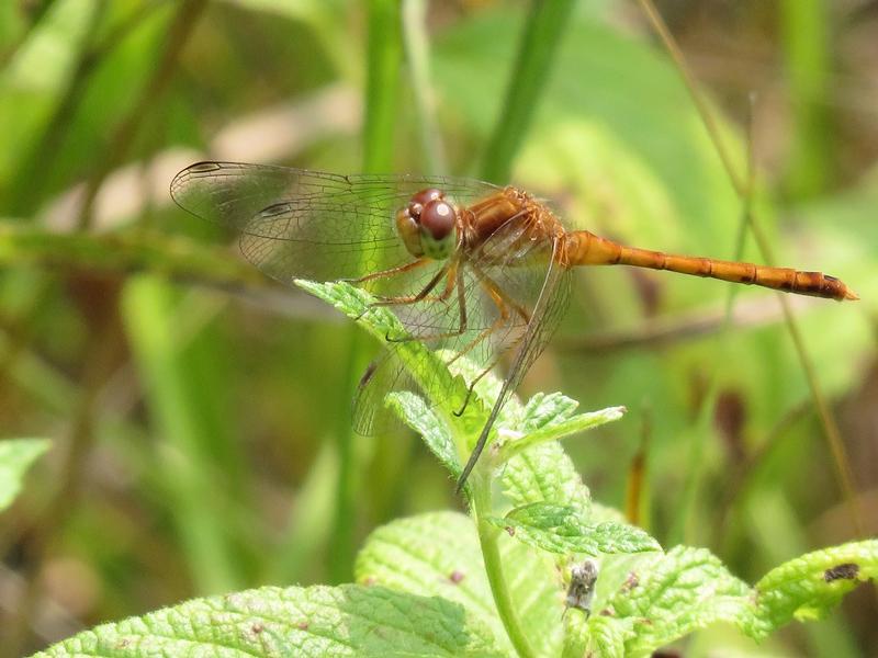 Photo of Autumn Meadowhawk