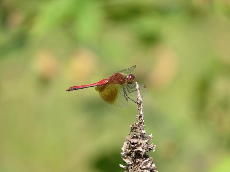 Photo of Band-winged Meadowhawk