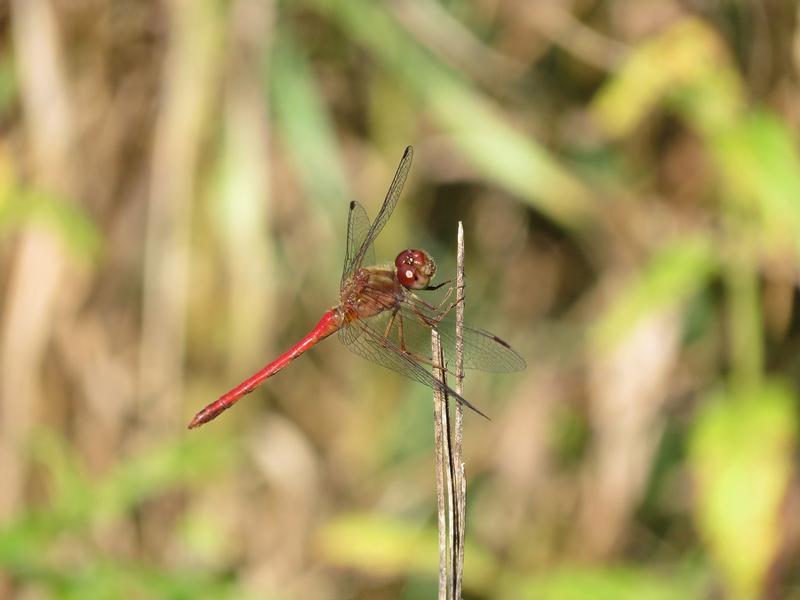 Photo of Autumn Meadowhawk