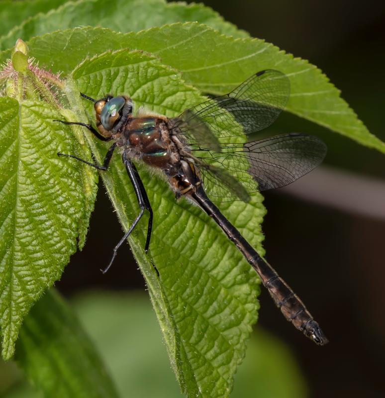 Photo of American Emerald