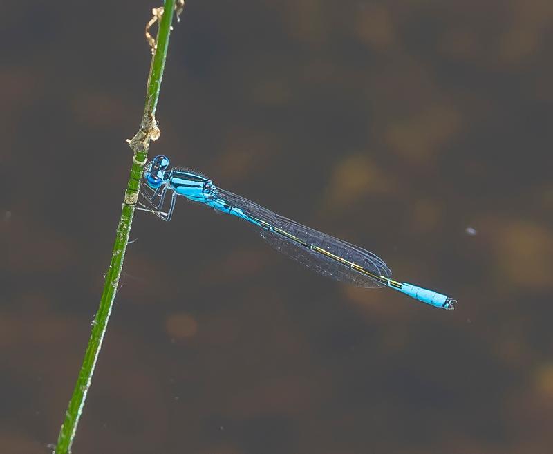 Photo of Azure Bluet