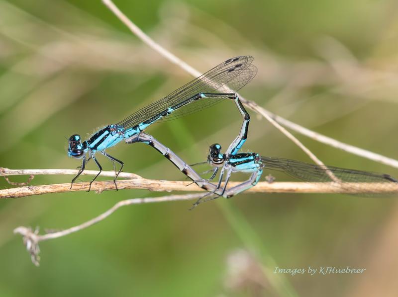 Photo of Skimming Bluet