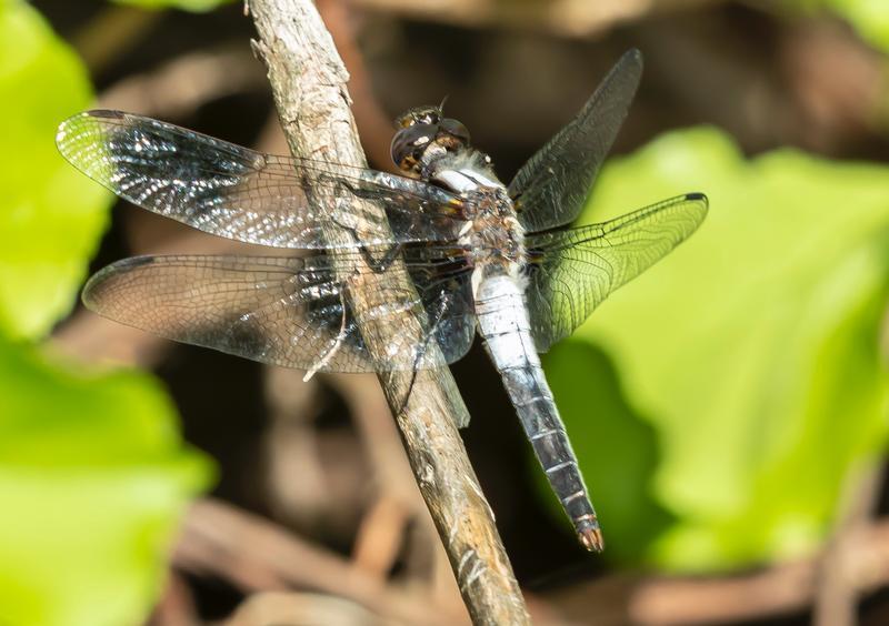 Photo of Chalk-fronted Corporal