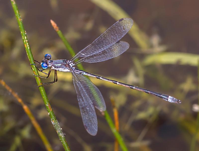 Photo of Southern Spreadwing