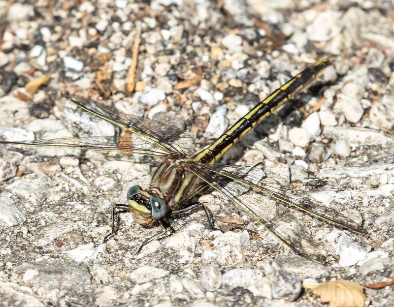 Photo of Dusky Clubtail