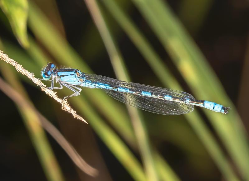 Photo of River Bluet