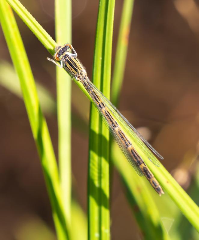 Photo of River Bluet