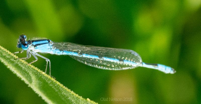 Photo of Familiar Bluet