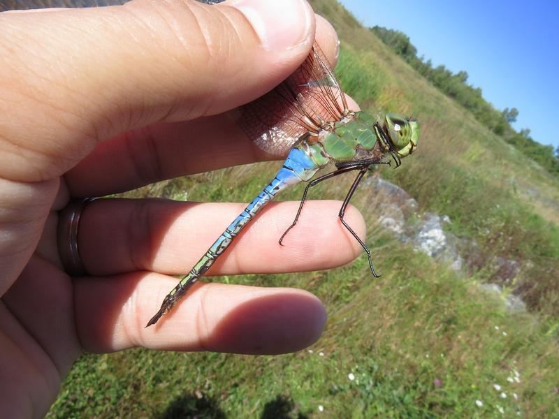 Photo of Common Green Darner