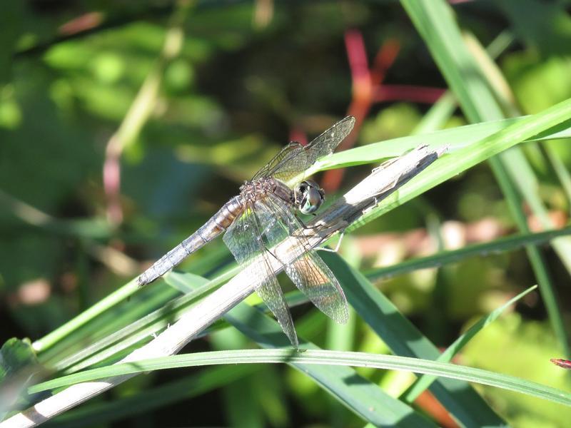 Photo of Blue Dasher
