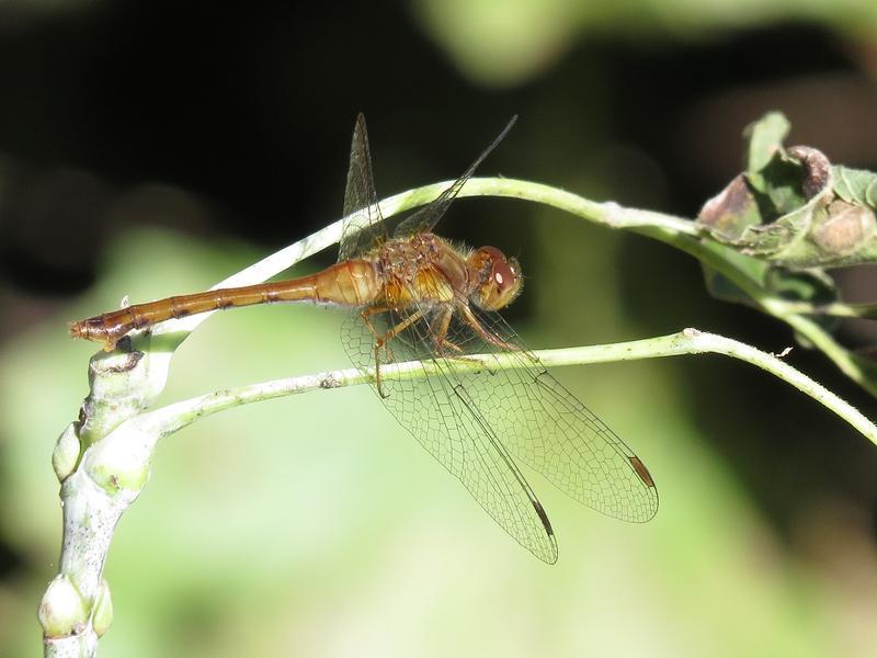 Photo of Autumn Meadowhawk