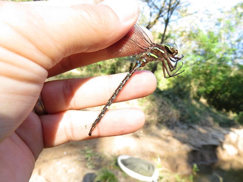 Photo of Shadow Darner