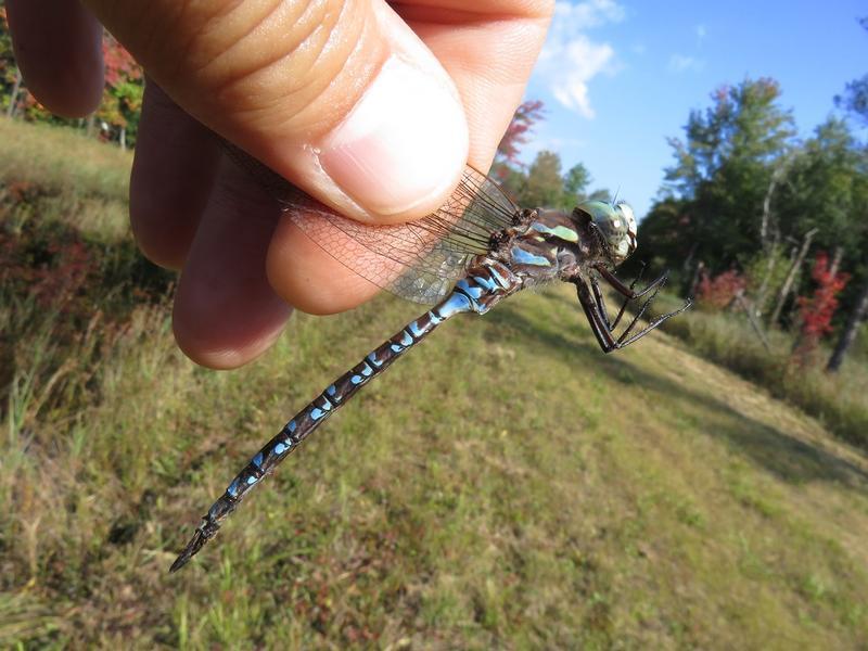 Photo of Canada Darner