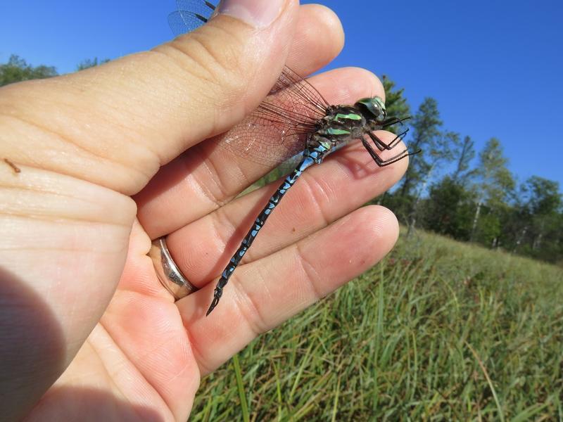 Photo of Green-striped Darner