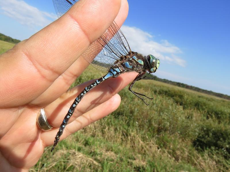 Photo of Lake Darner