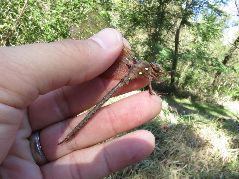 Photo of Fawn Darner