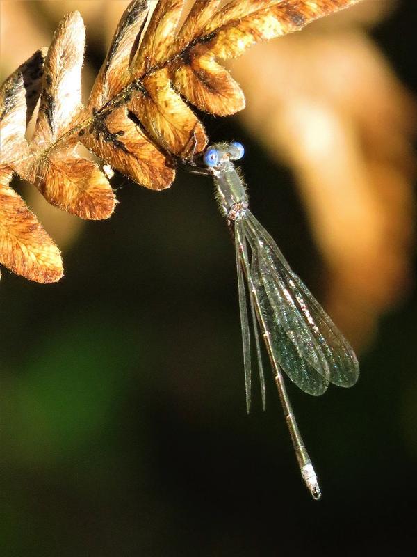 Photo of Spotted Spreadwing