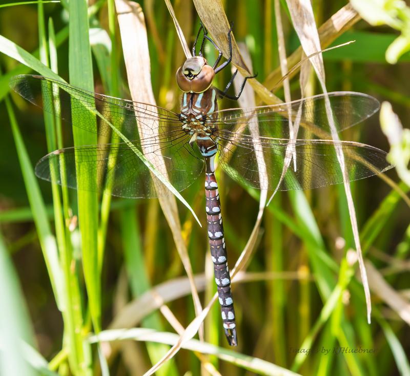 Photo of Lance-tipped Darner