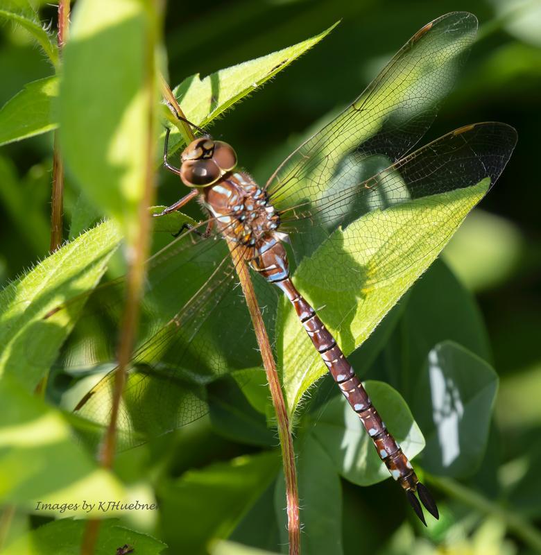 Photo of Lance-tipped Darner