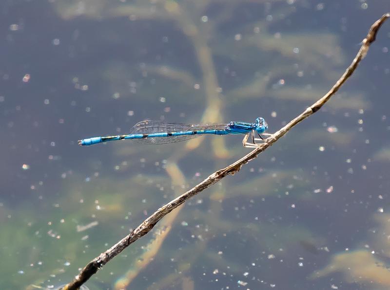 Photo of Double-striped Bluet