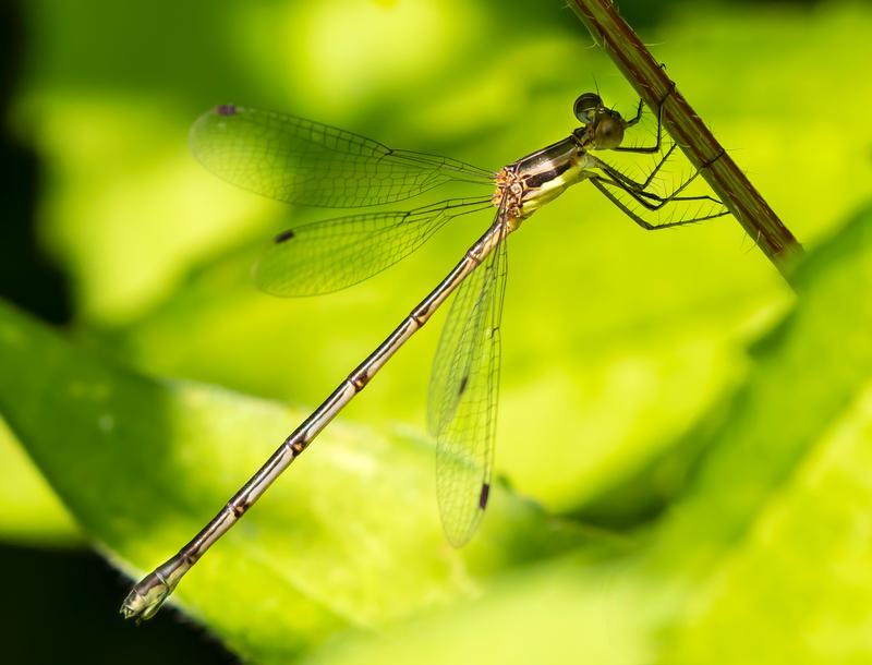 Photo of Northern Spreadwing