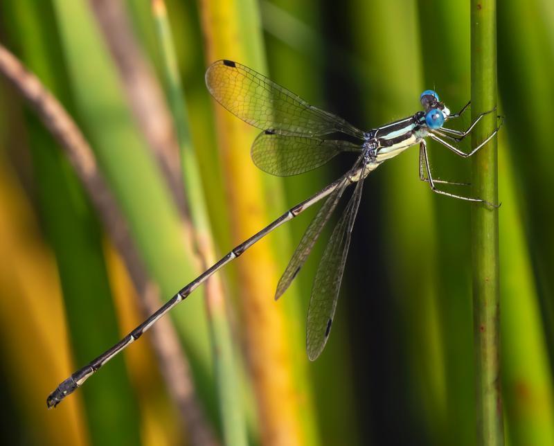 Photo of Slender Spreadwing
