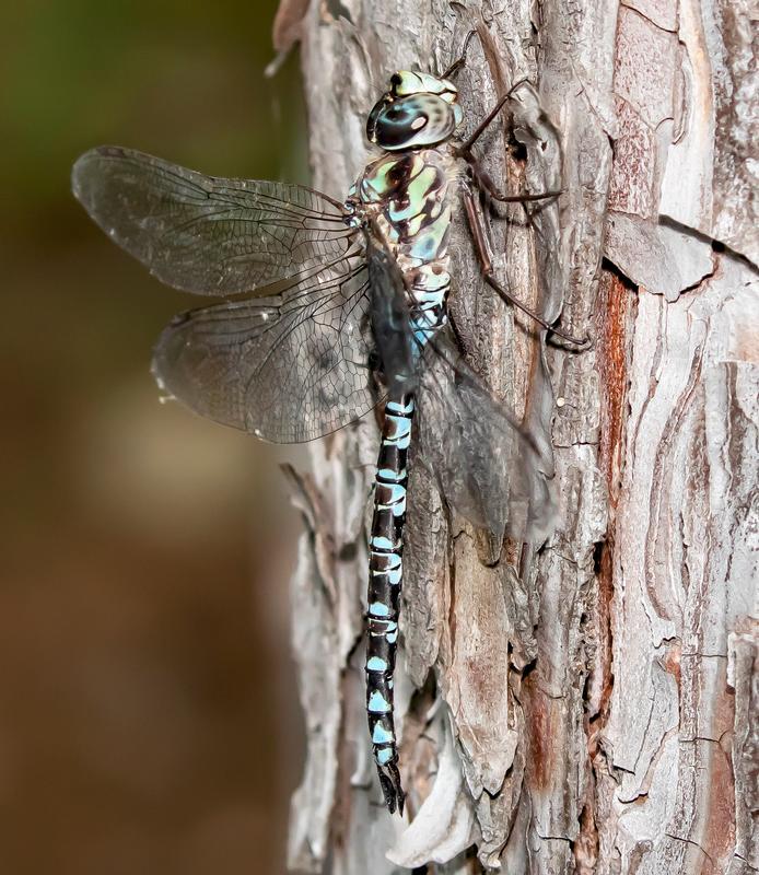 Photo of Mottled Darner