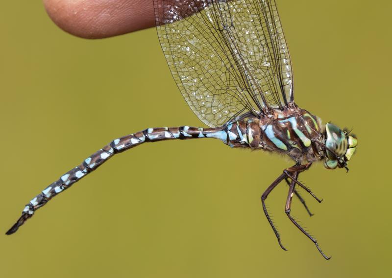 Photo of Subarctic Darner