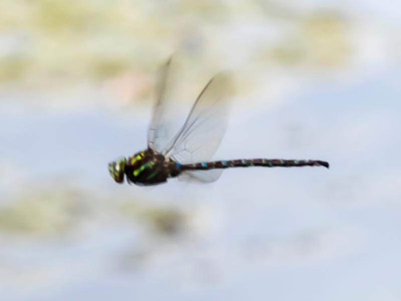 Photo of Shadow Darner