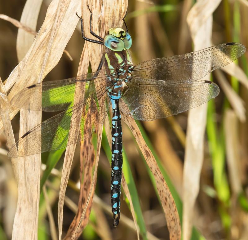 Photo of Lance-tipped Darner