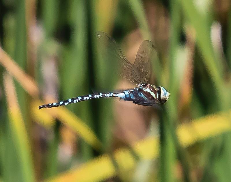 Photo of Lance-tipped Darner