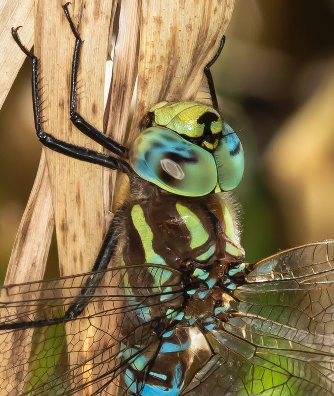 Photo of Lance-tipped Darner