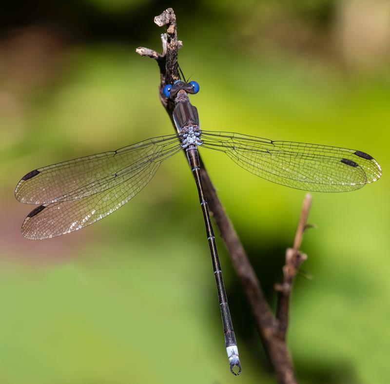 Photo of Great Spreadwing